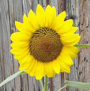 Meet your Posher, Tom